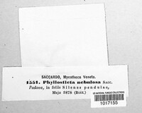 Phyllosticta nebulosa image